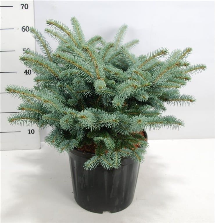 Picea pungens 'Glauca Globosa', D 38 cm