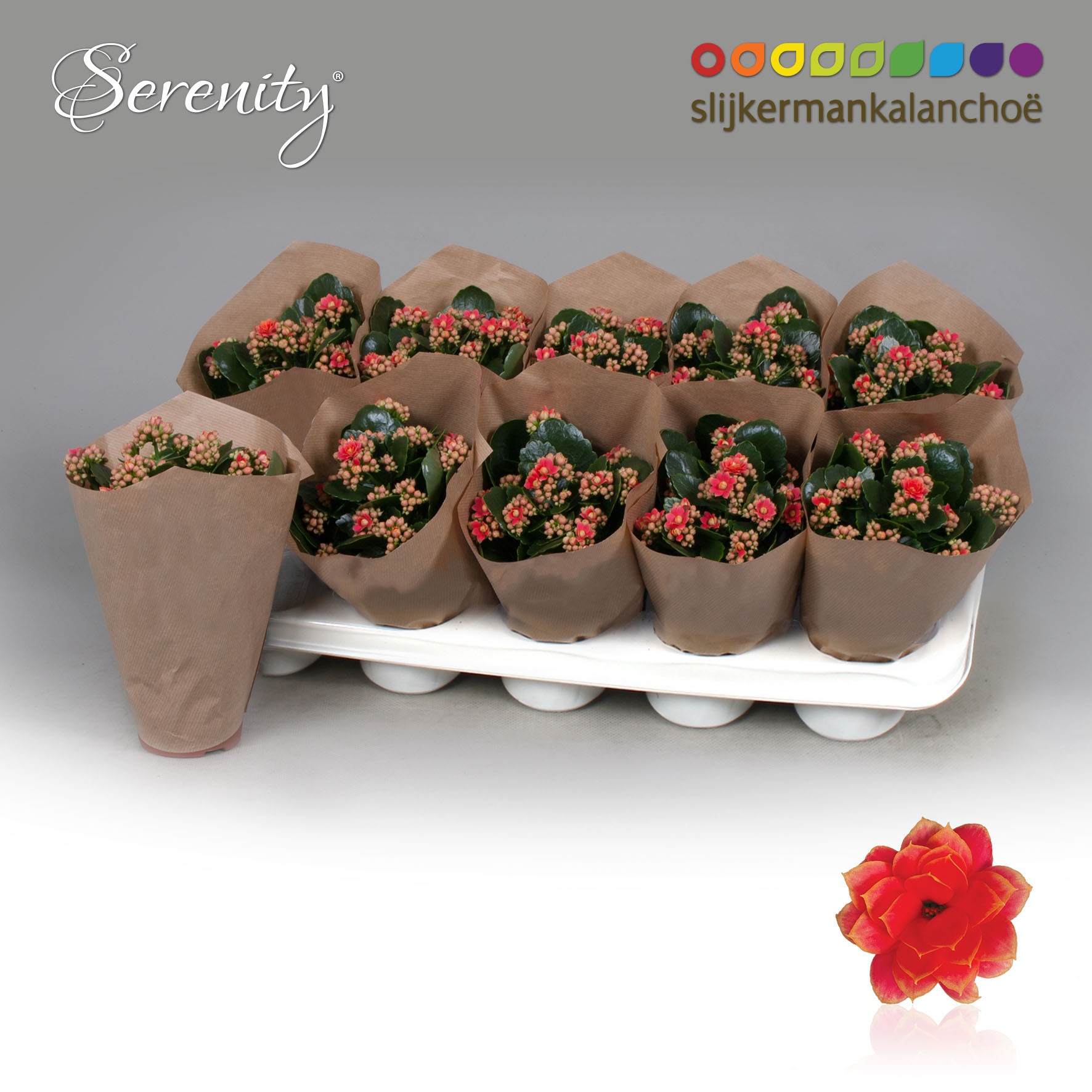 Kalanchoe Papersleeve - Serenity Coral, D 10,5 cm
