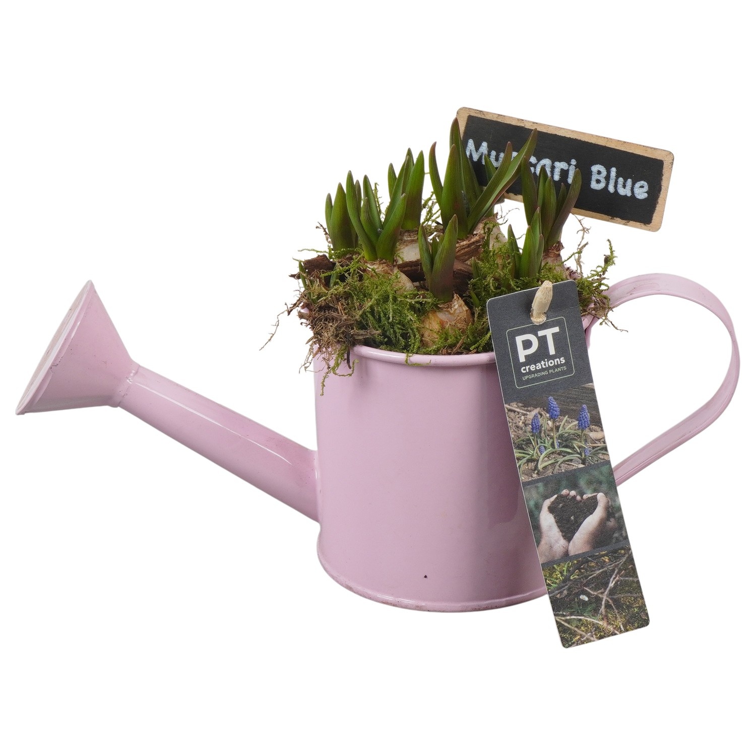 PTMB6126 Arrangement Muscari Blue in zink gieter, D 9