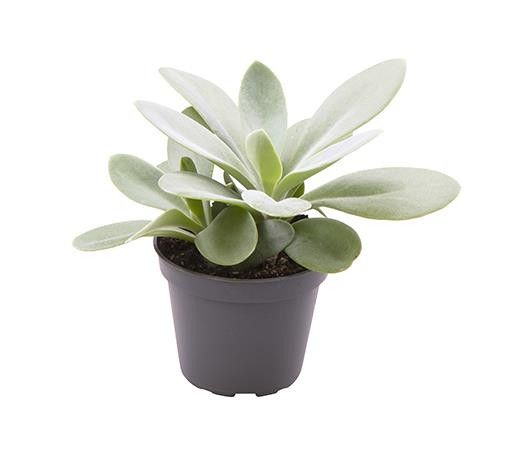 SENECIO CEPHALOPHONUS, D 6 cm SENECIO CEPHALOPHONUS, D 6 cm