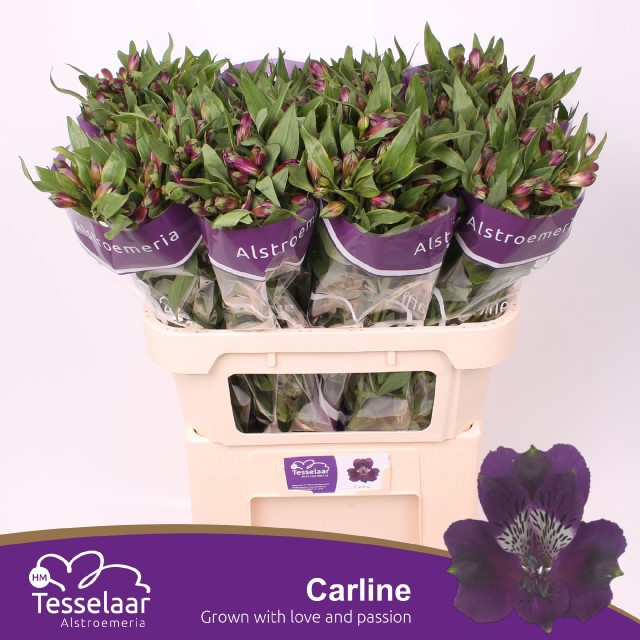 Альстромерия Карлин (фиолет.), шт.