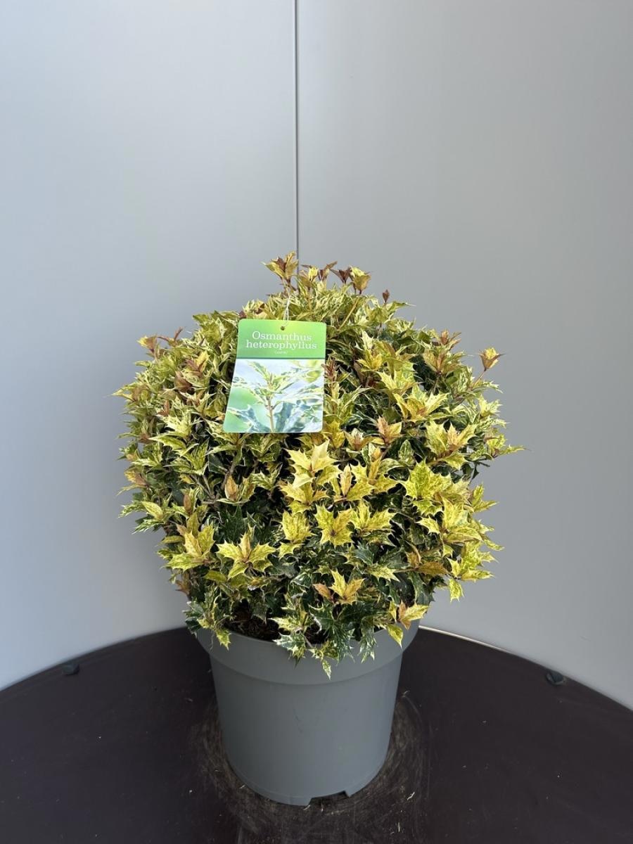 Osmanthus heter. 'Goshiki', bol, D 34 cm
