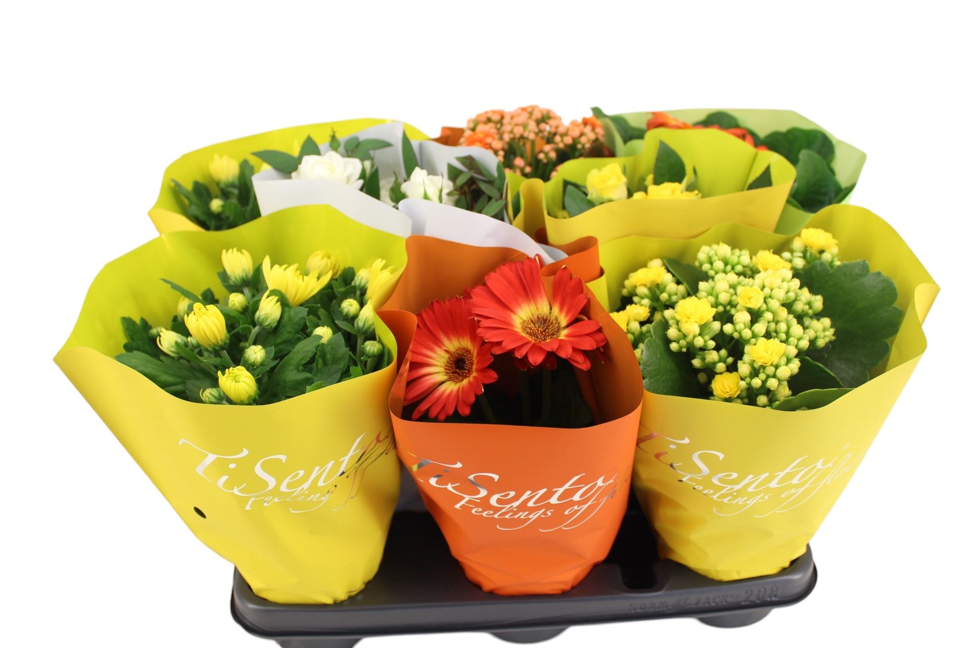 Bloeimix 12 cm | Pasen | Box, D 12