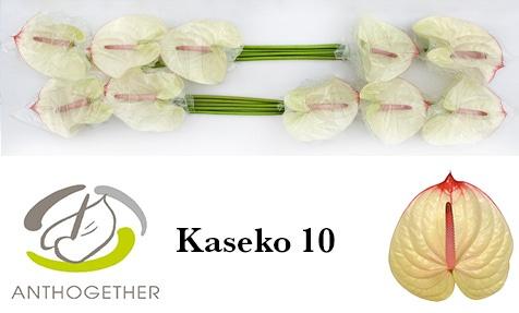 Антуриум Касеко (бел.-роз.) x10, шт.