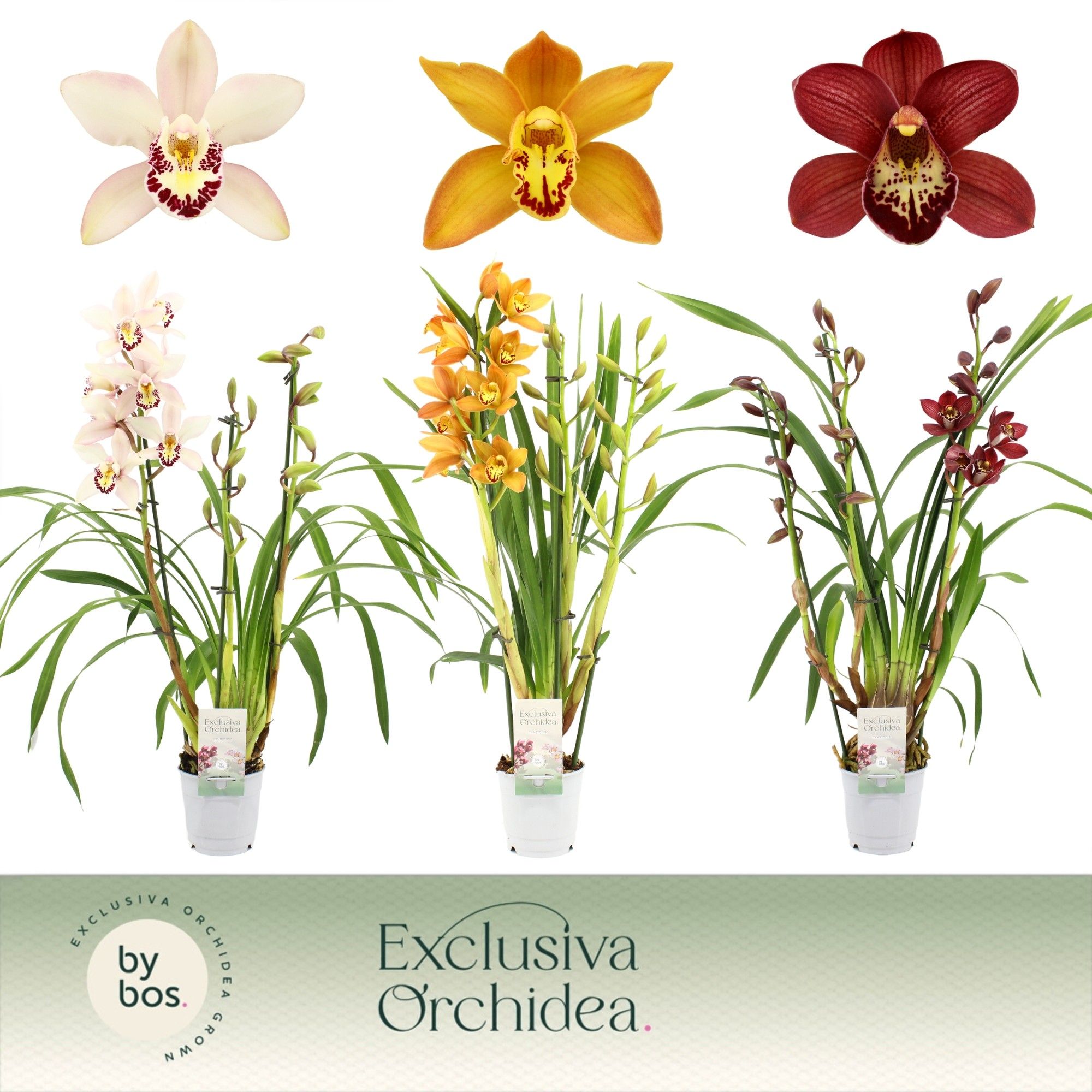 Cymbidium, Mix 3-spike 'Exclusiva Orchidea', D 12
