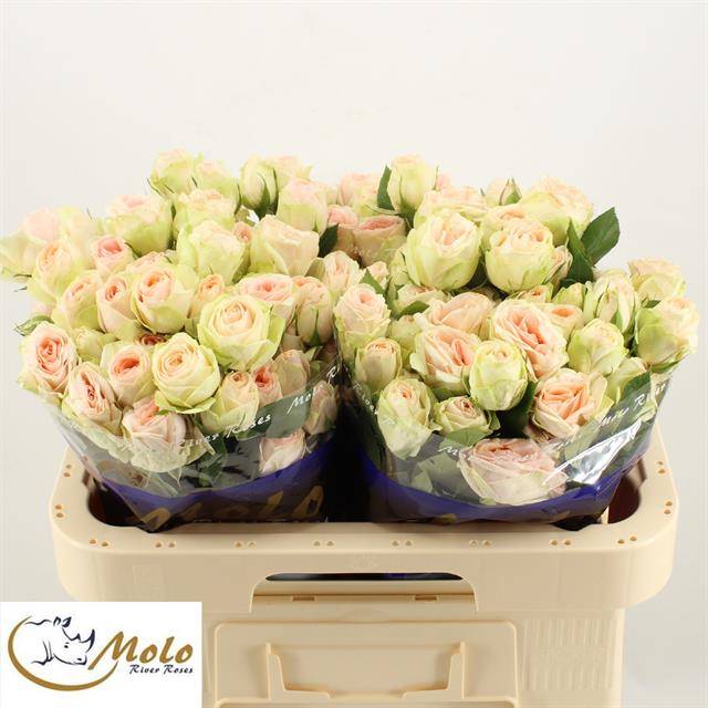 Роза куст. РЛМ Инь Кристин 60, шт.