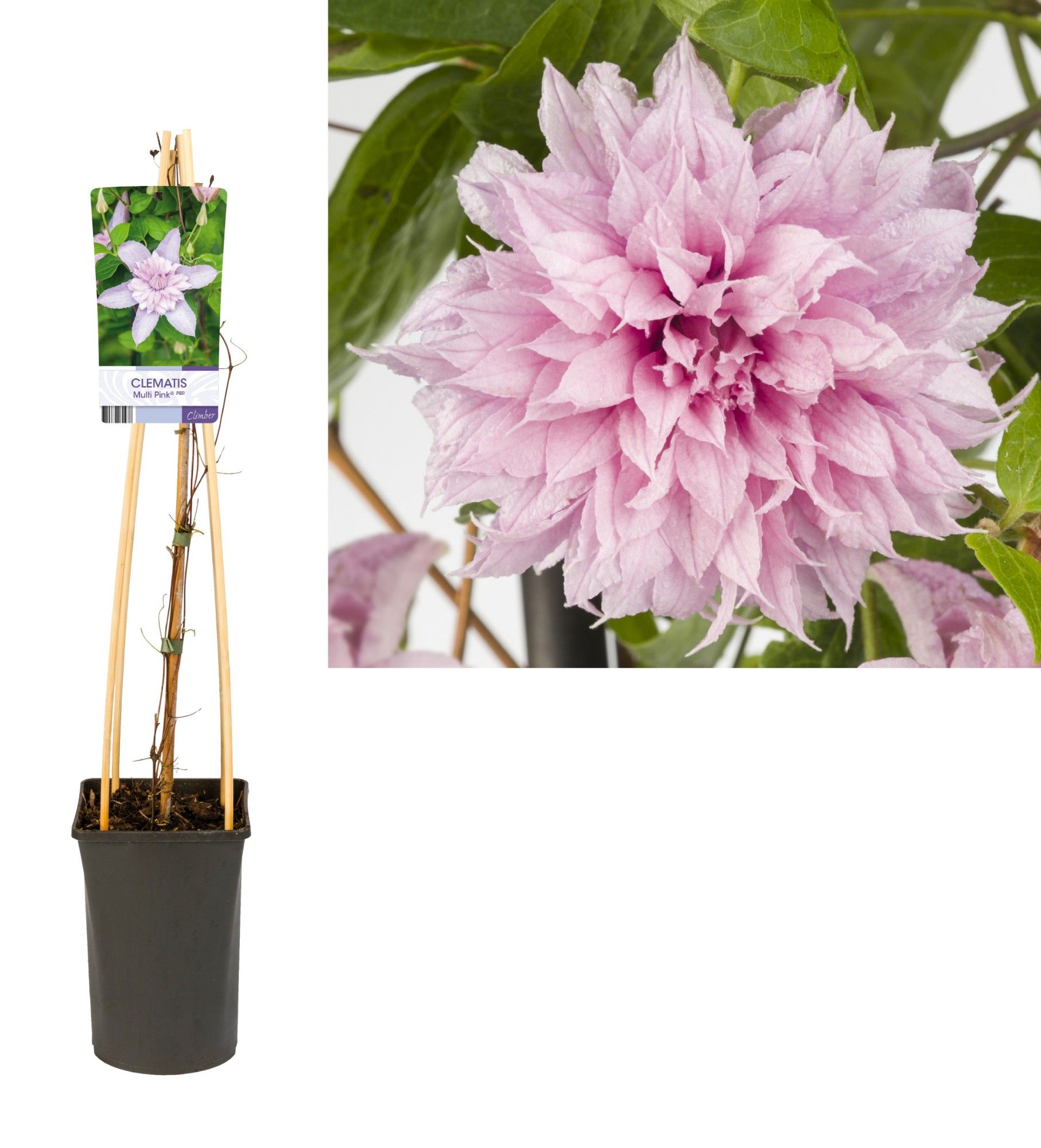 Clematis Multi Pink® PBR +light label, D 17 cm