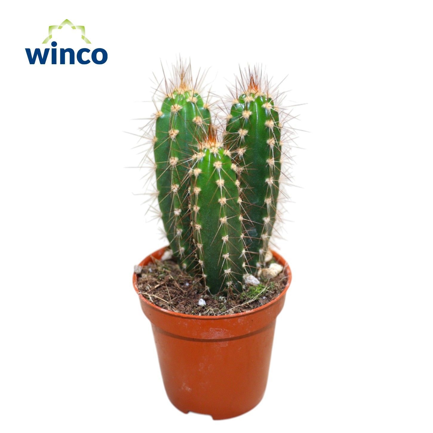 Neocardinazia Herzogiana, D 5,5