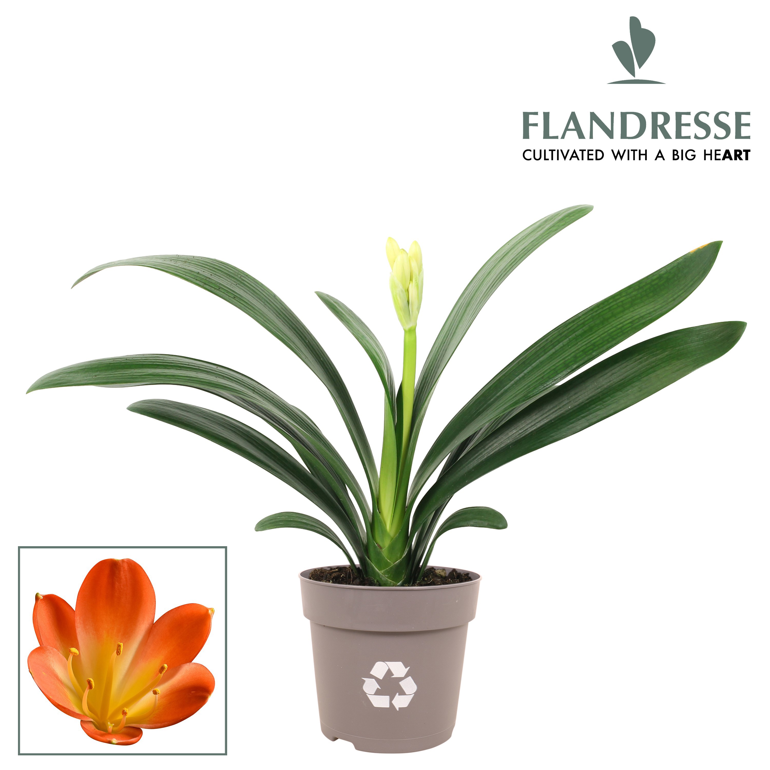 Clivia Flandresse® Strong! orange, D 13