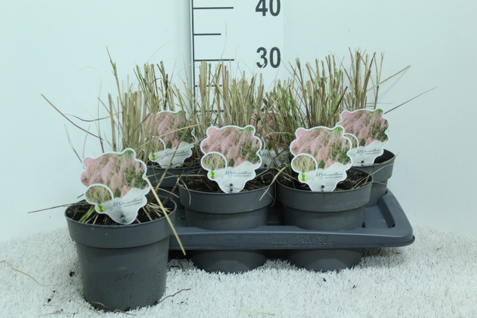 Miscanthus sin. 'Flamingo' P17, D 17