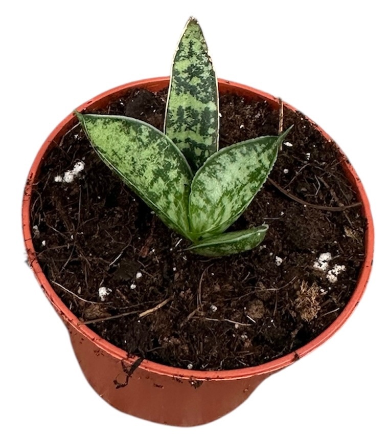 Sansevieria Zebra, D 6 cm Sansevieria Zebra, D 6 cm