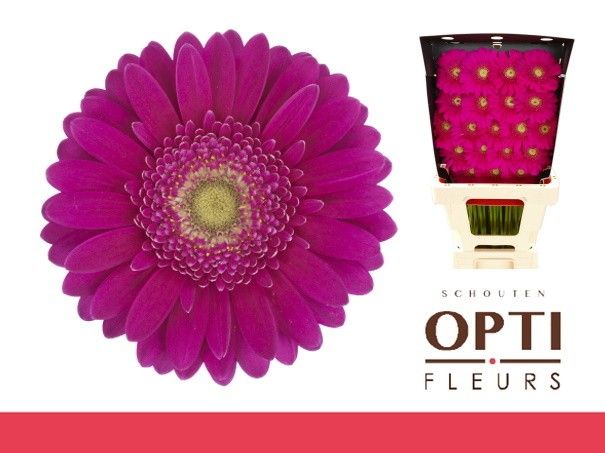 Гермини Эйрплэй, шт.