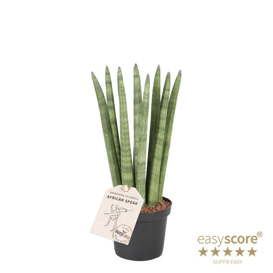SANSEVIERIA CYLINDRICA 'Straight', D 9