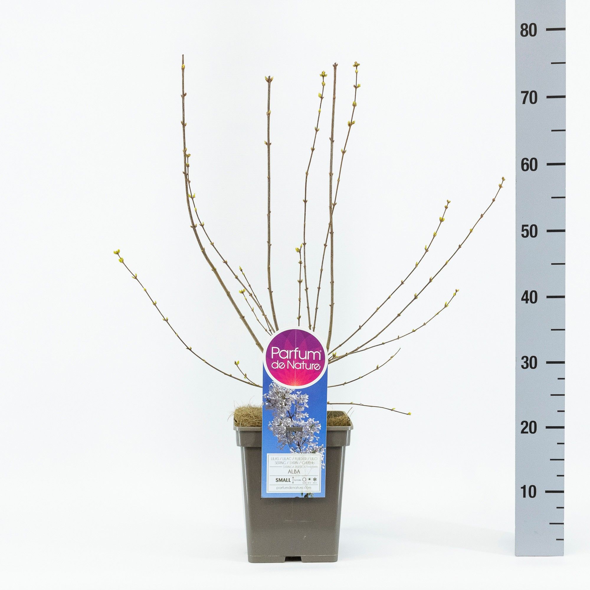 Syringa persica Alba, C5, D 23 cm Syringa persica Alba, C5, D 23 cm