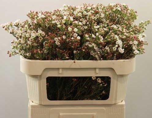 Шамелациум Лирон 70, шт.