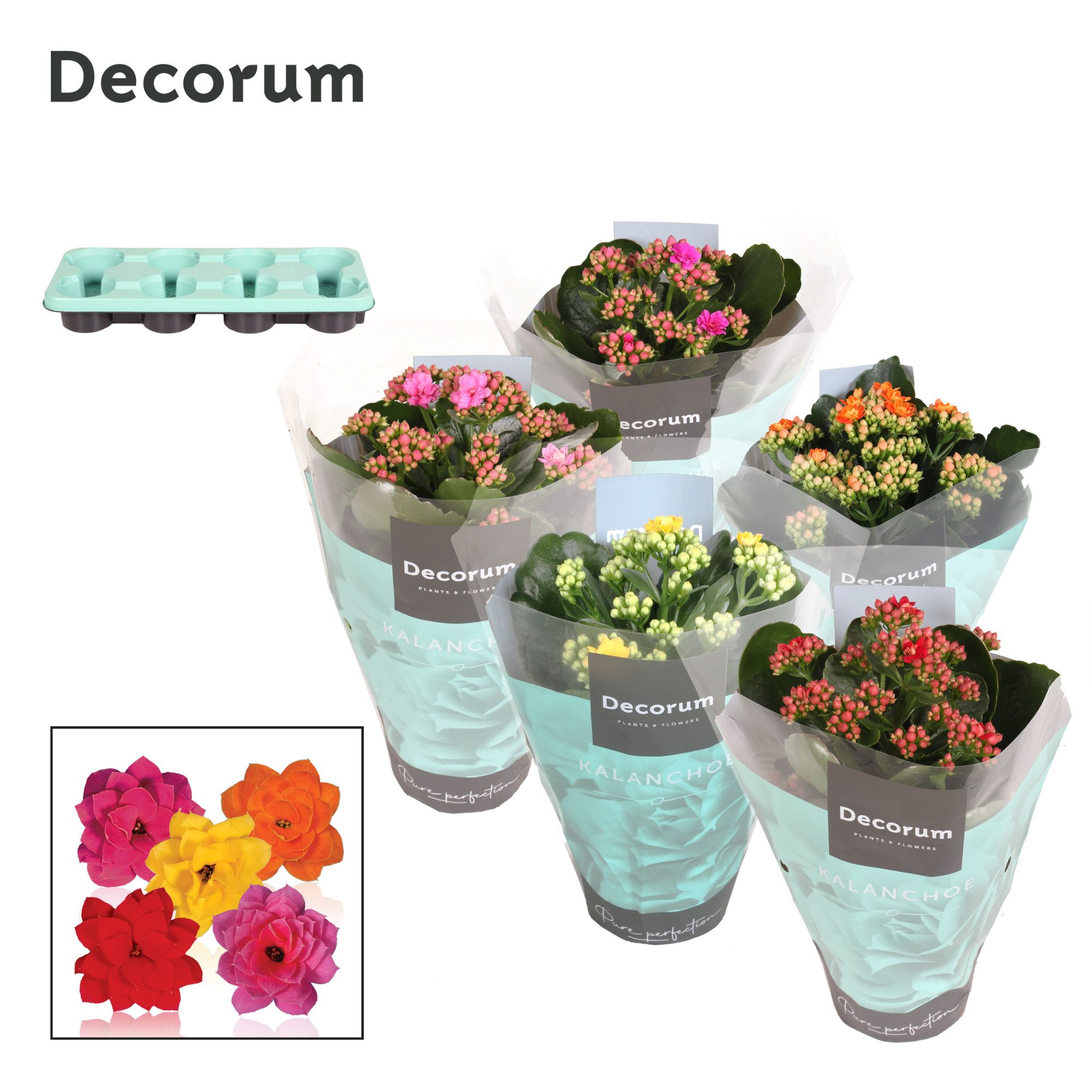 Kalanchoe Decorum - Mix, D 12 cm Kalanchoe Decorum - Mix, D 12 cm