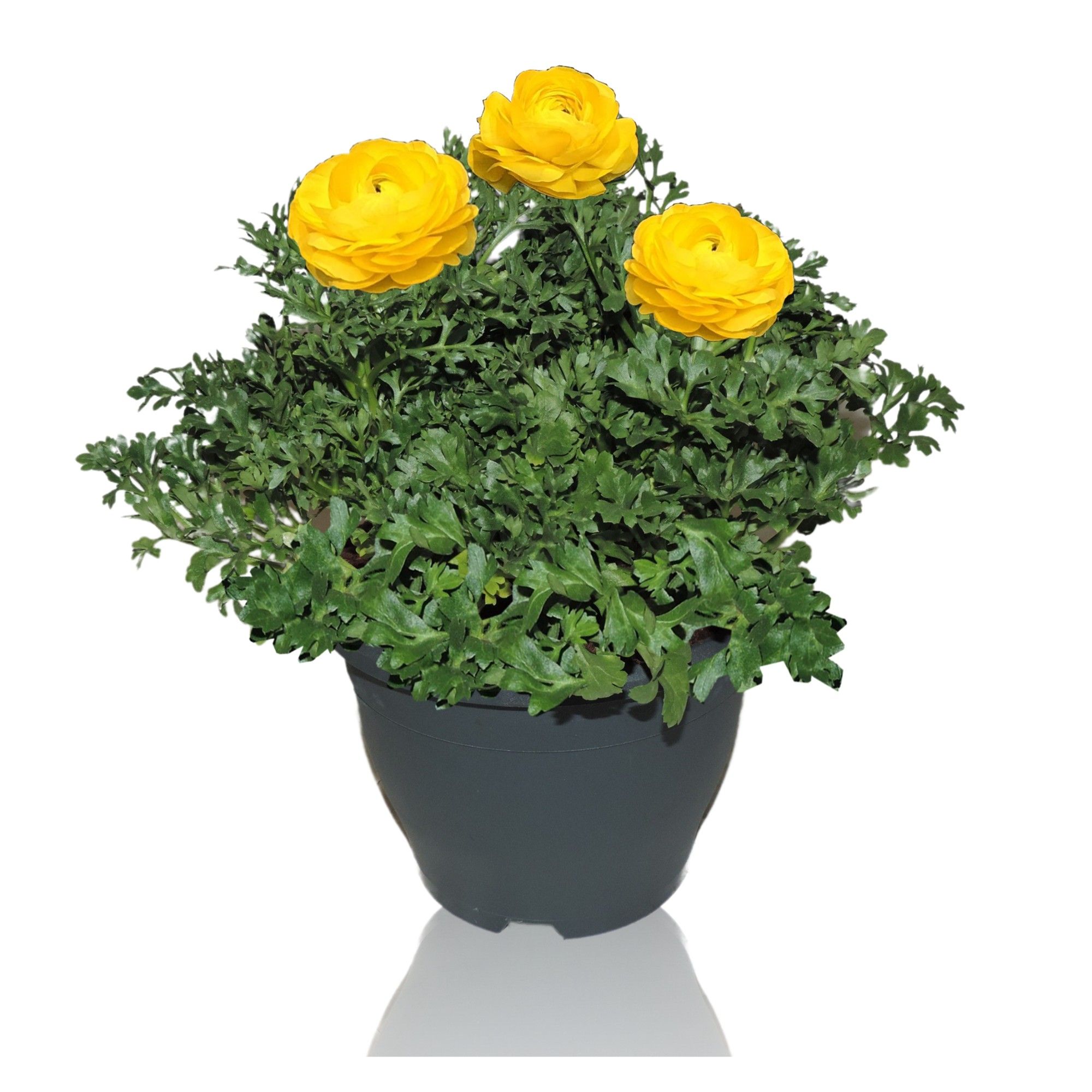 Ranunculus Sprinkles Patiopot 19 cm Geel, D 19