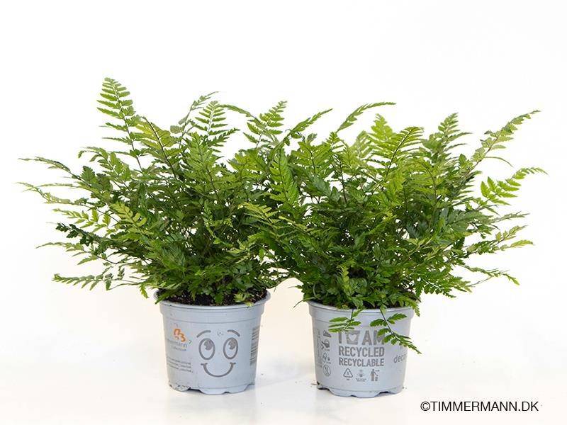 ETHYRIUM SPICATUM/POLYSTICHUM, D 9