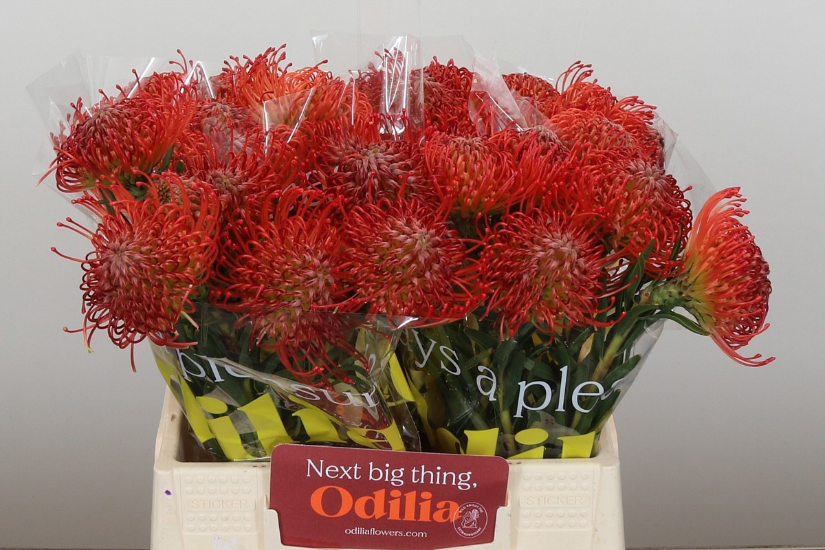 Нутанс Саксешн 40, шт.