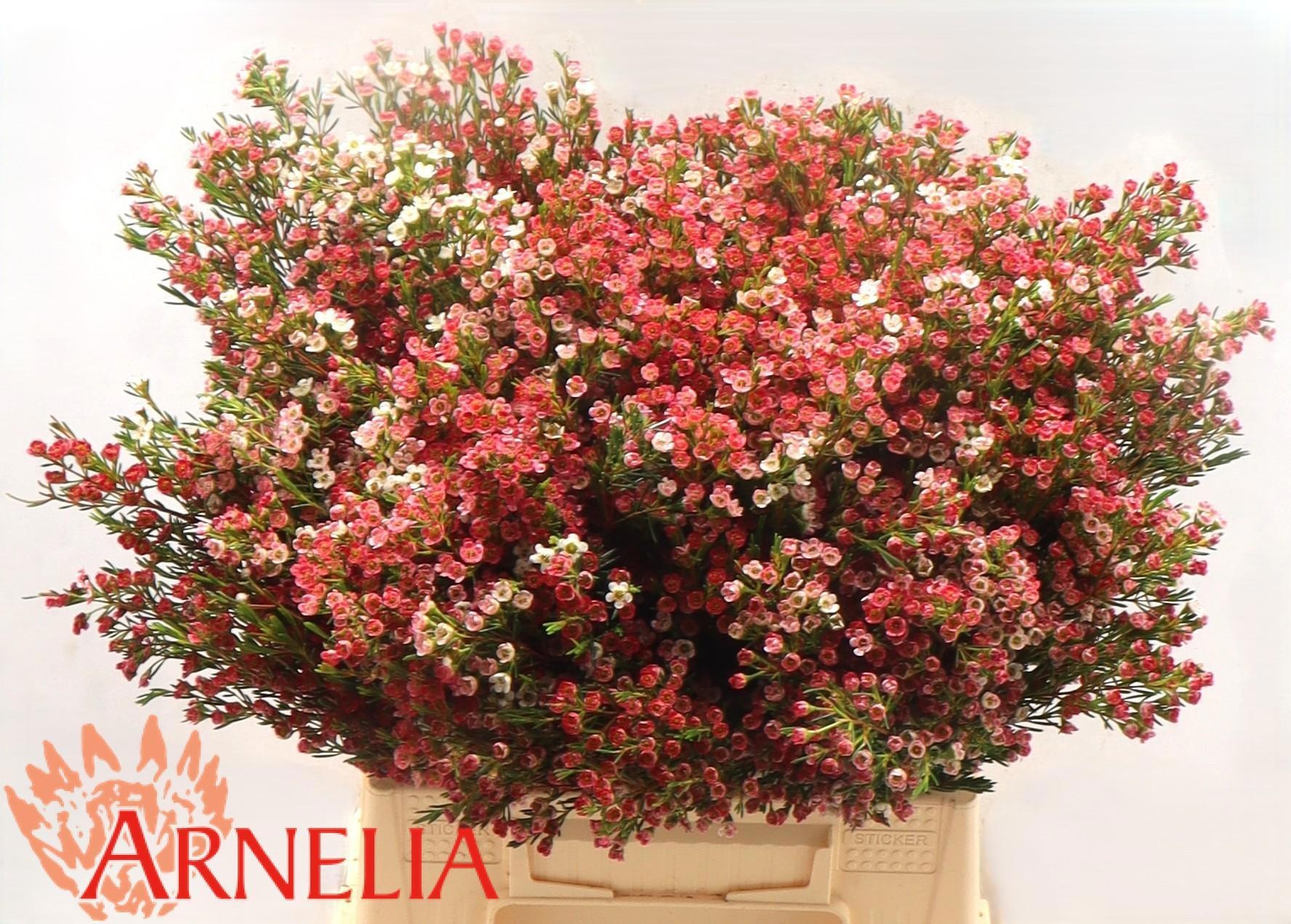 Шамелациум Май Свит Сикстин 40, шт.