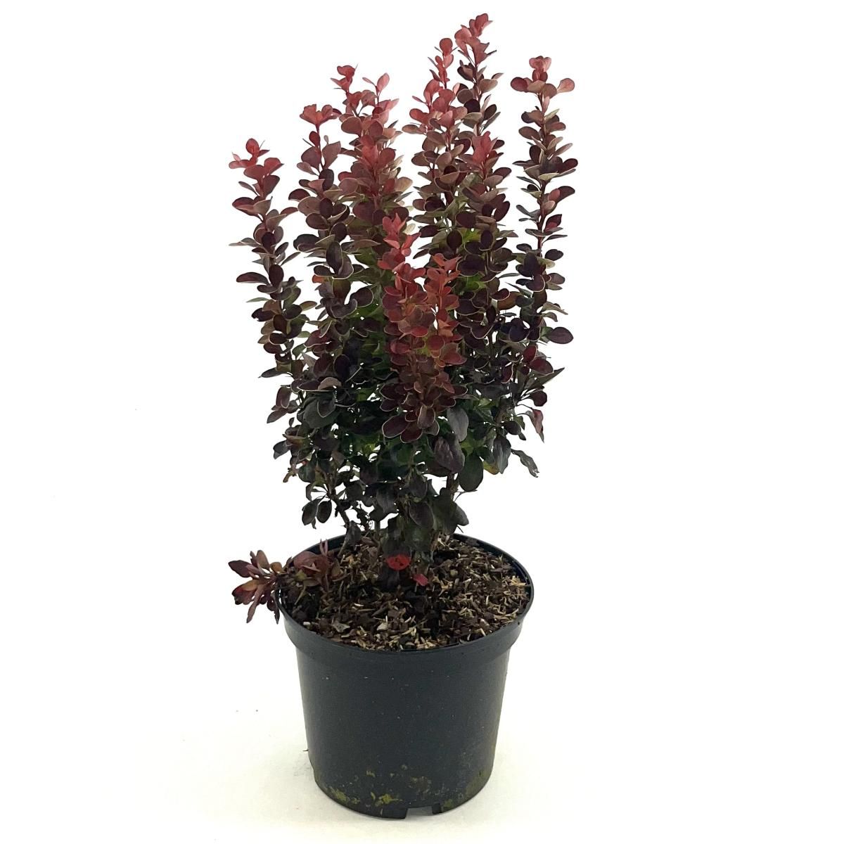 Berberis thunb. 'Red Tower', D 19