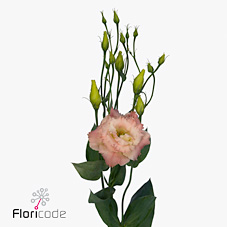 Эустома Алисса Шампань 70 (светло-роз.), шт.