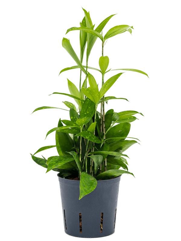 Dracaena surculosa, D 13