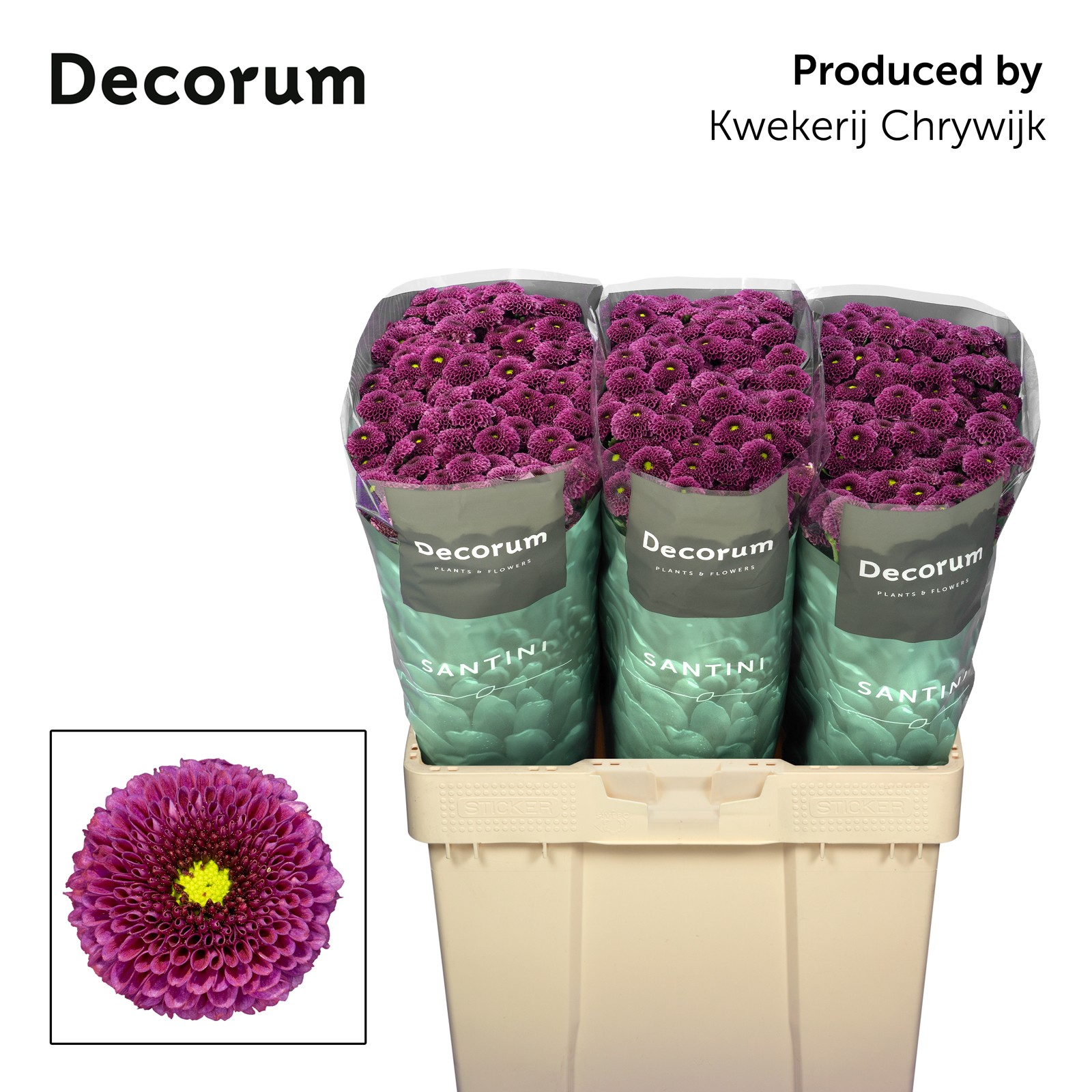 Сантини Пурпетта, шт.