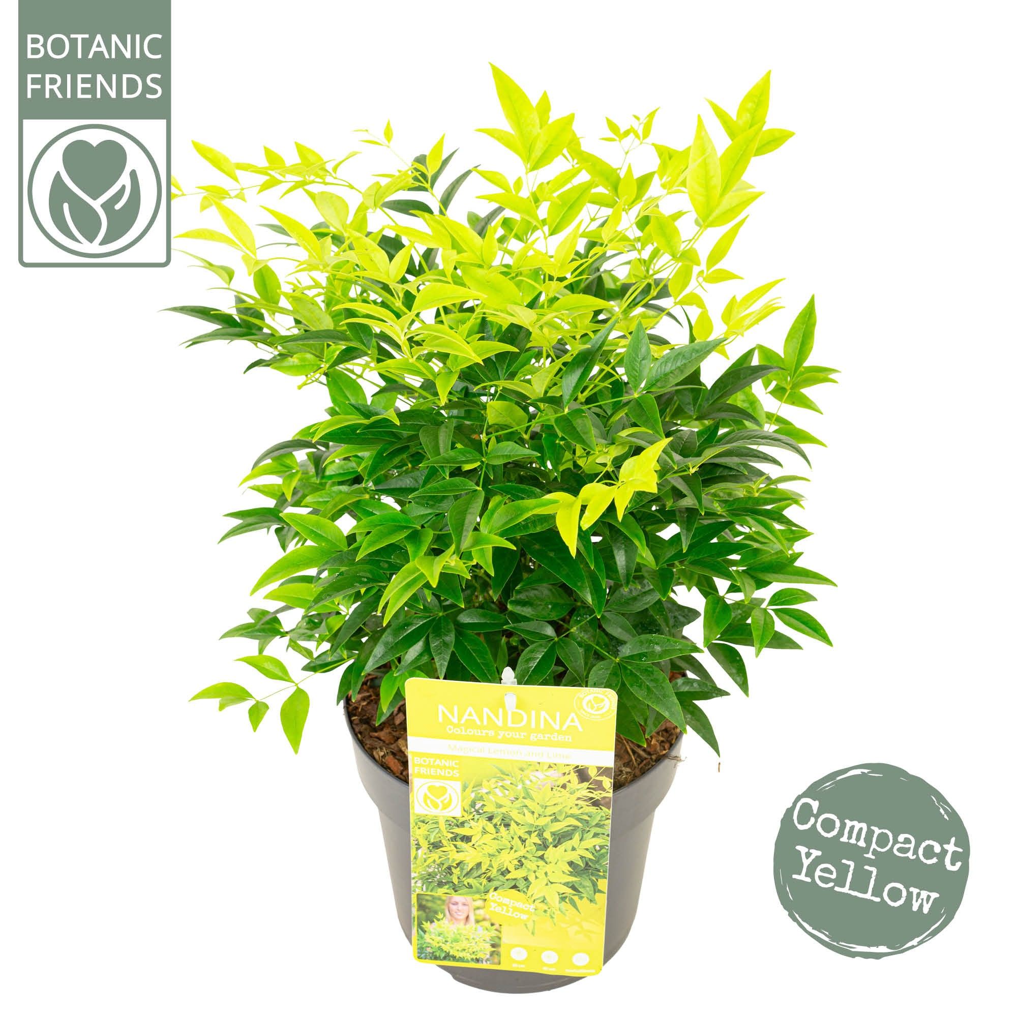 Nandina dom. 'Magical Lemon and Lime', D 19