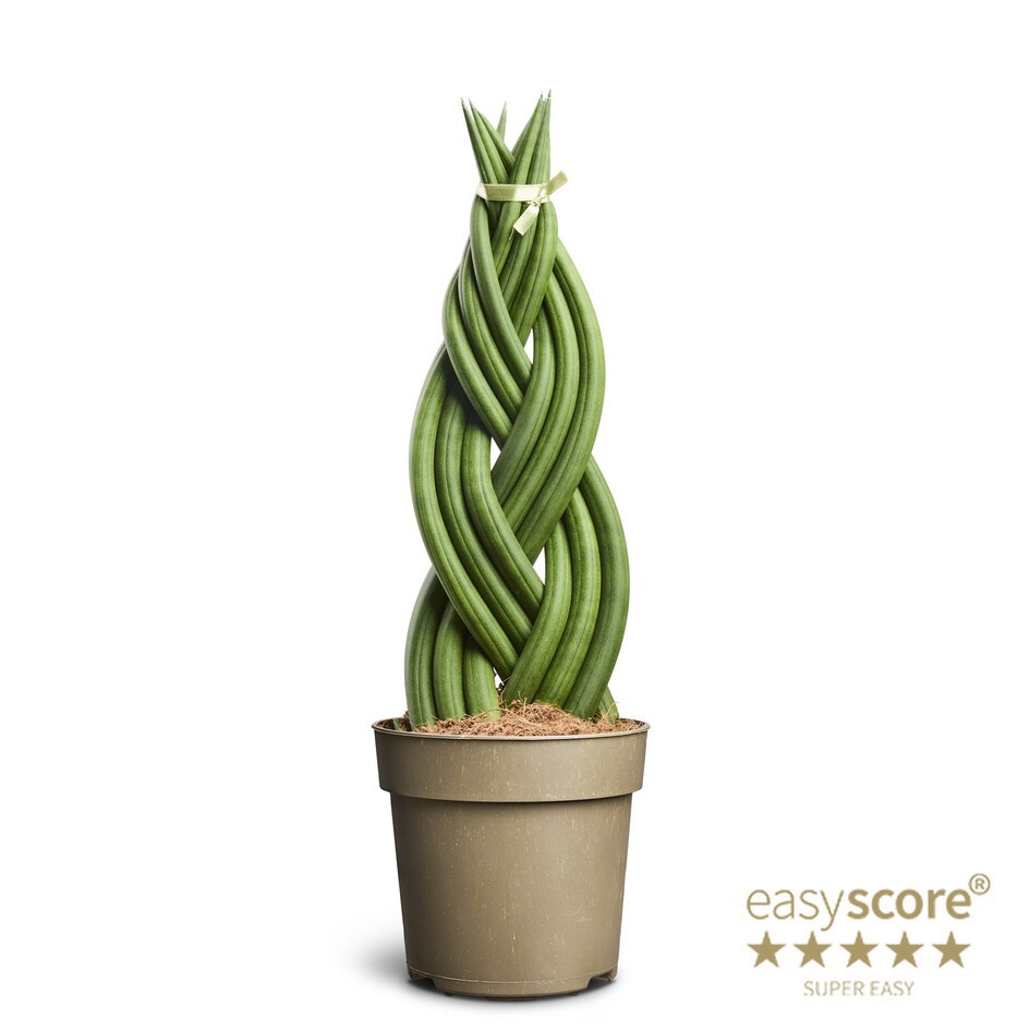 SANSEVIERIA CYLINDRICA 'Braid', D 14