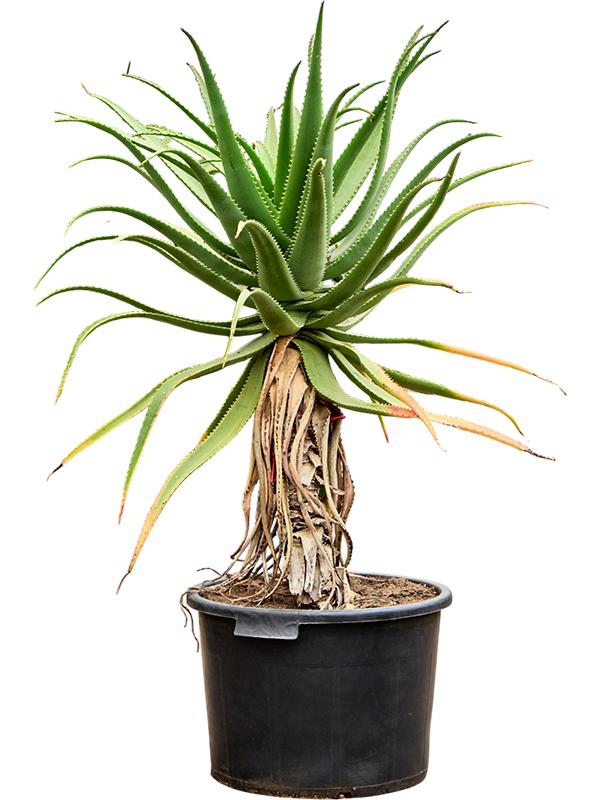 Aloe ferox 'Hybrid', D 53