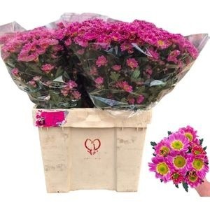 Сантини Росси Сплендид, шт.