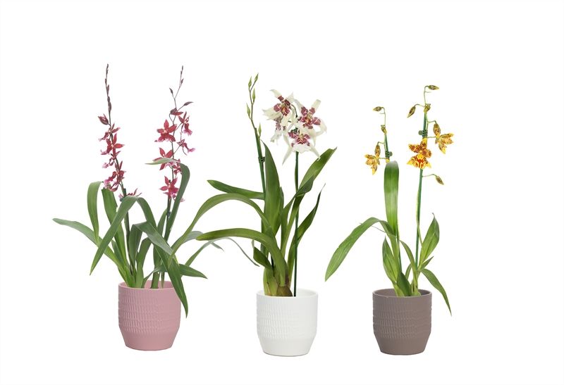 Tirza p12 scores mix Cambria mix 2T12+, D 12