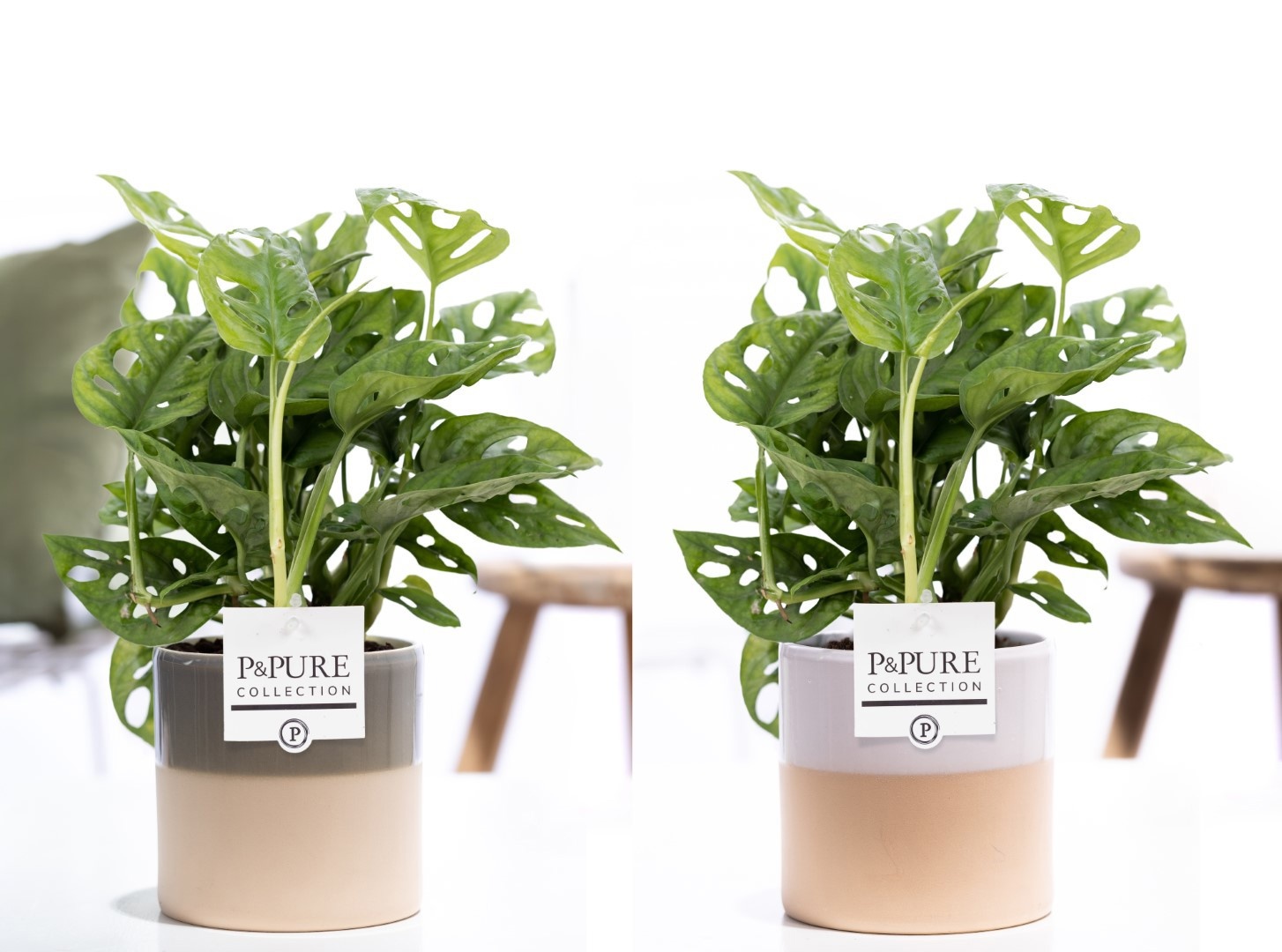 Monstera Adansonii in P&PURE Tess 2 ceramics ass.3, D 12