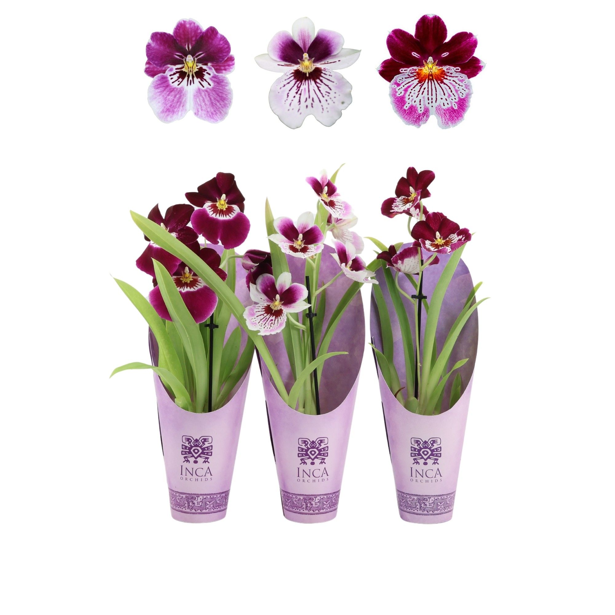 Inca Miltoniopsis Magenta 9cm 1 spike Purple Pleasure luxury cover, D 9