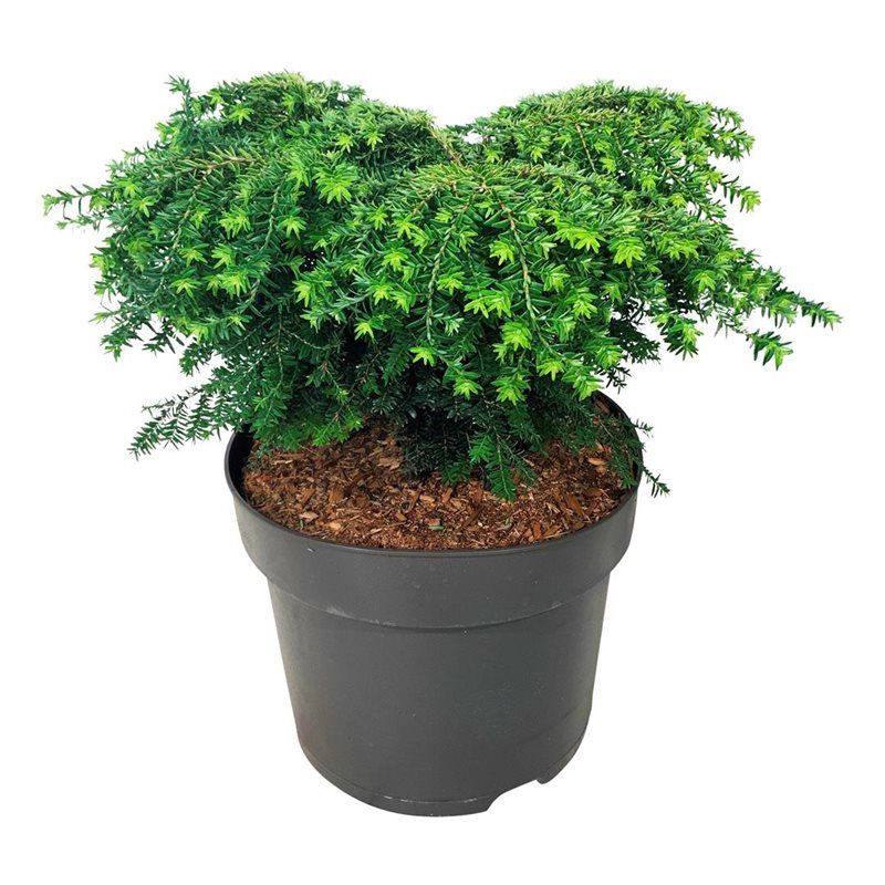 Tsuga can. 'Green Globe', D 24