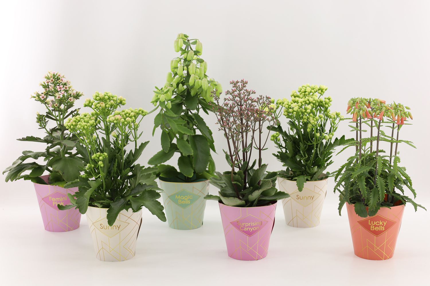 Kalanchoe Special Mix, minimaal 3 soorten van bijgevoegde foto, D 14 cm