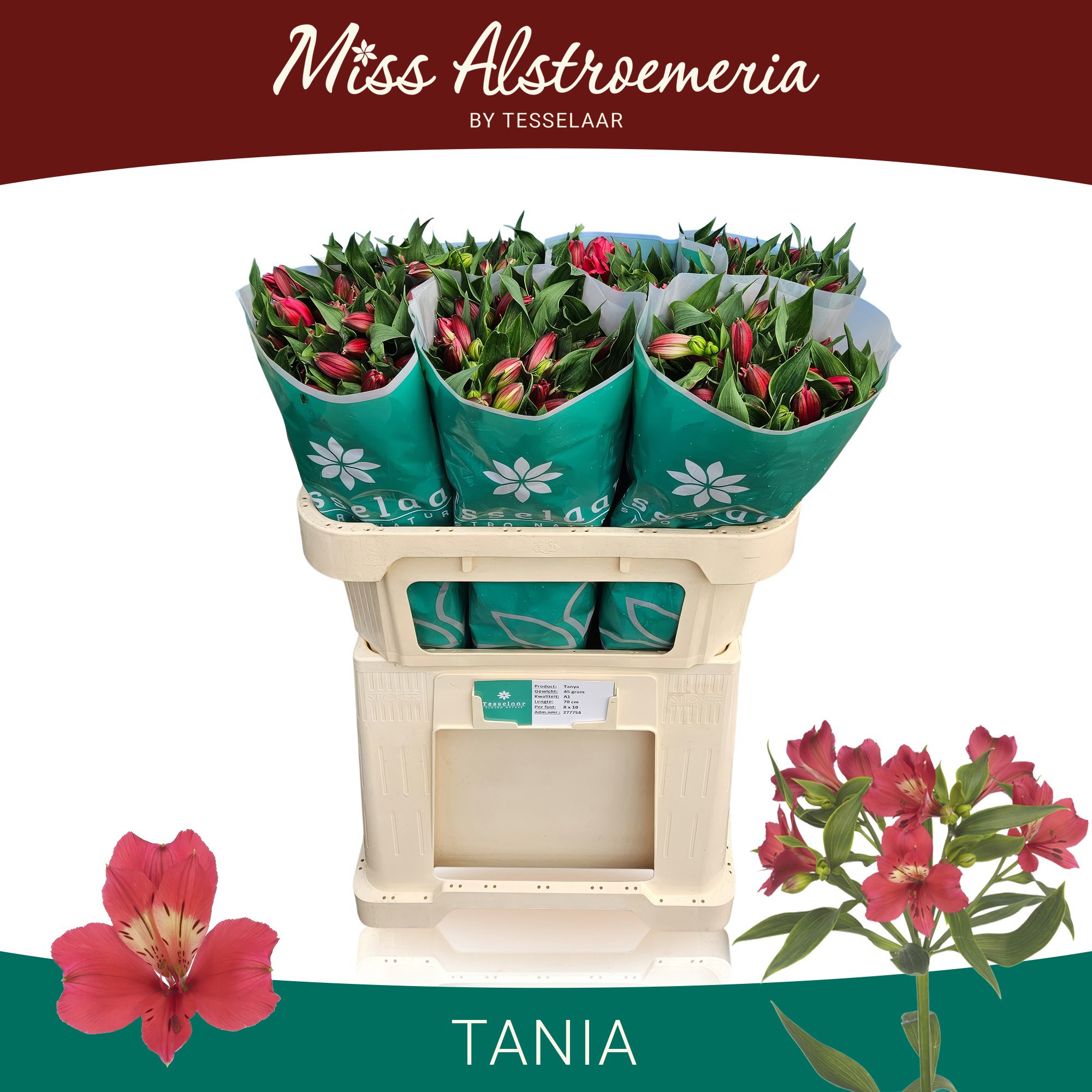 Альстромерия Таня (красн.), шт.