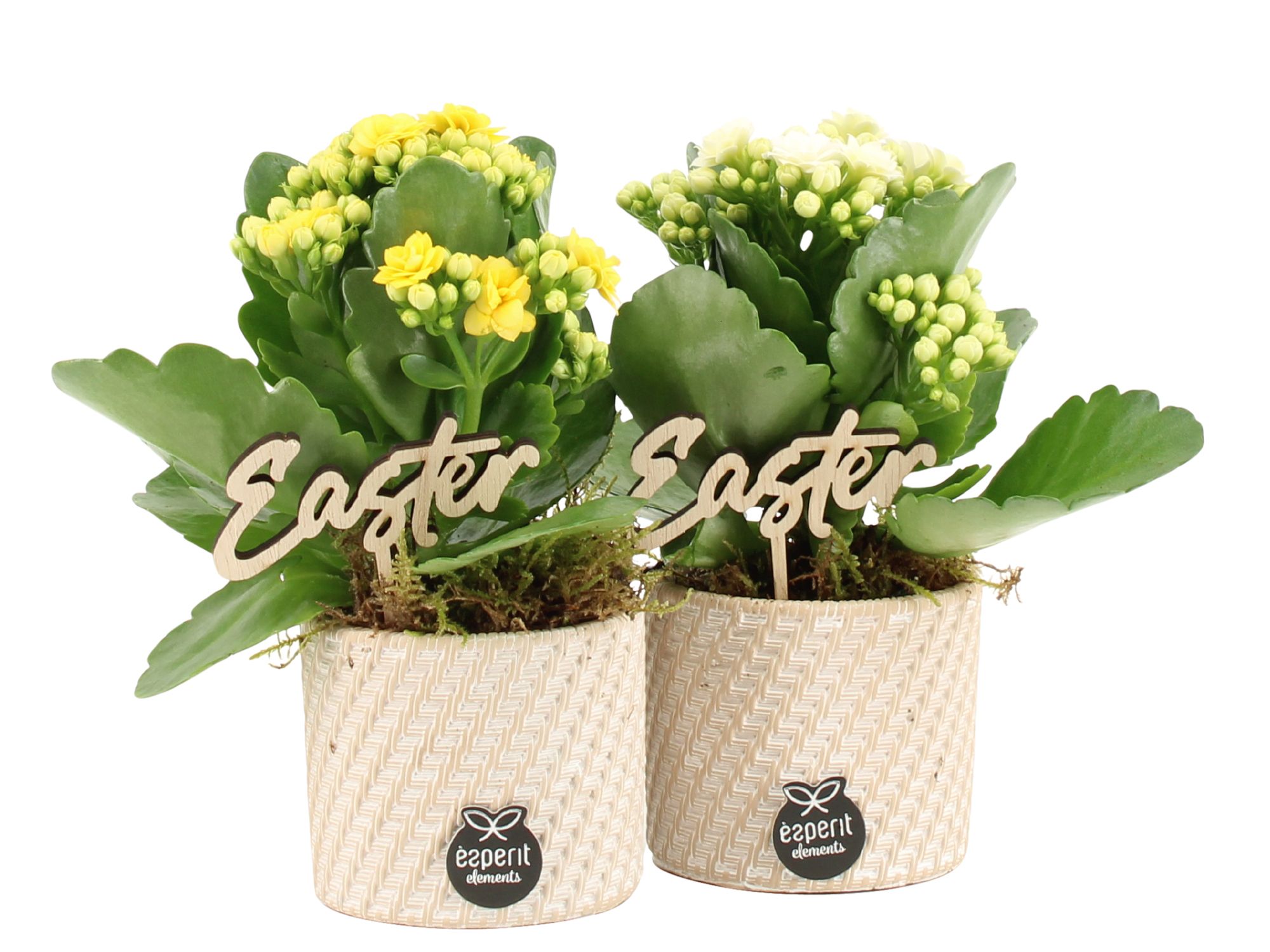 70792: Easter arrangement, D 7