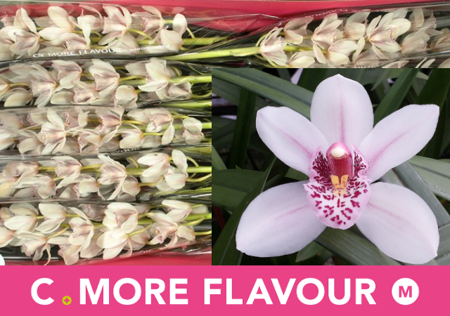 Цимбидиум мини Леди Фрикл x10 60, шт.