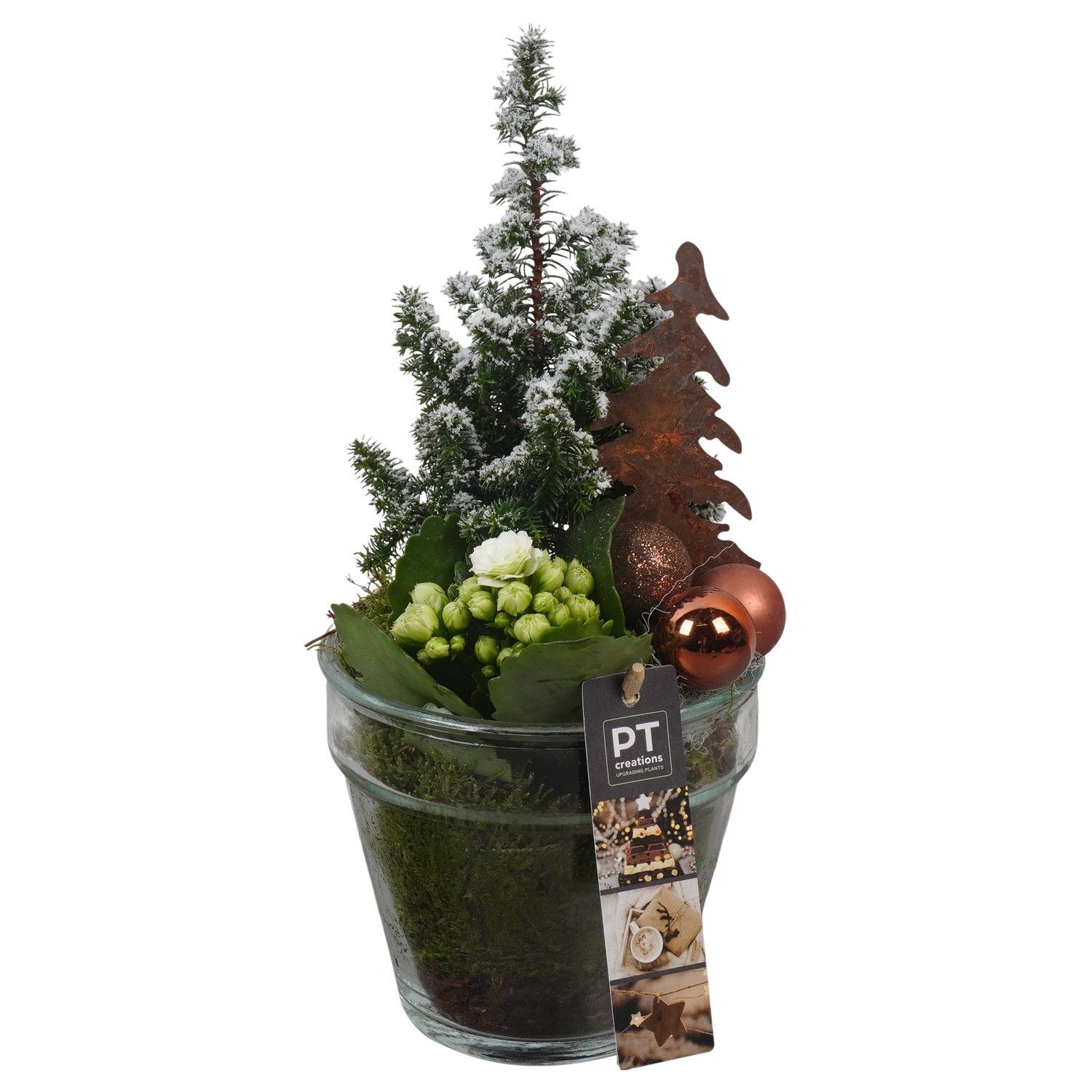 PTCHB9827 Arrangement Christmas Bronze in glazen pot, D 13 cm