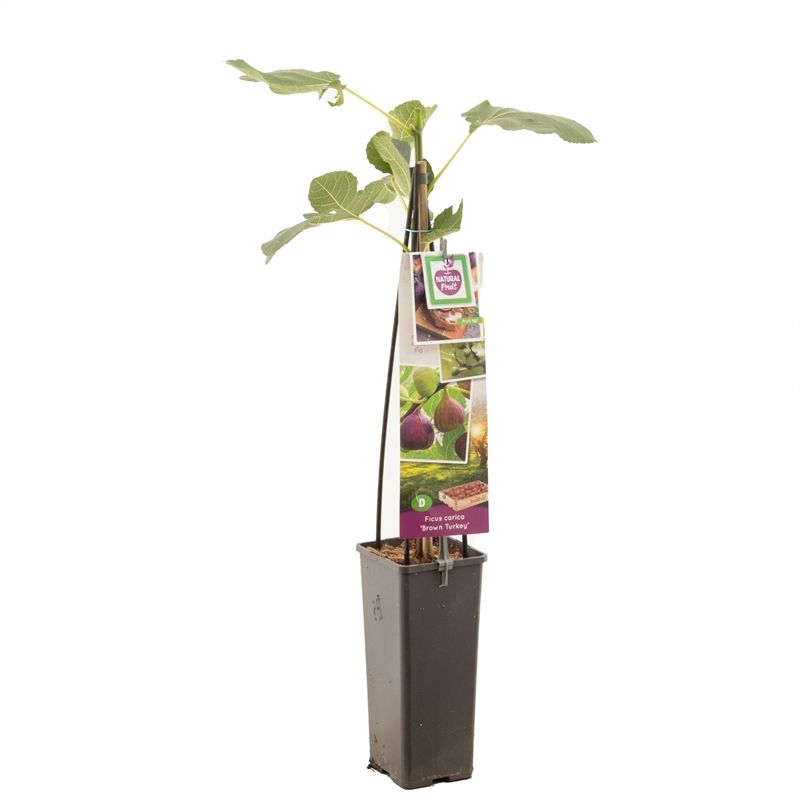 Ficus carica Brown Turkey Vijg, zelfbestuivend, D 11