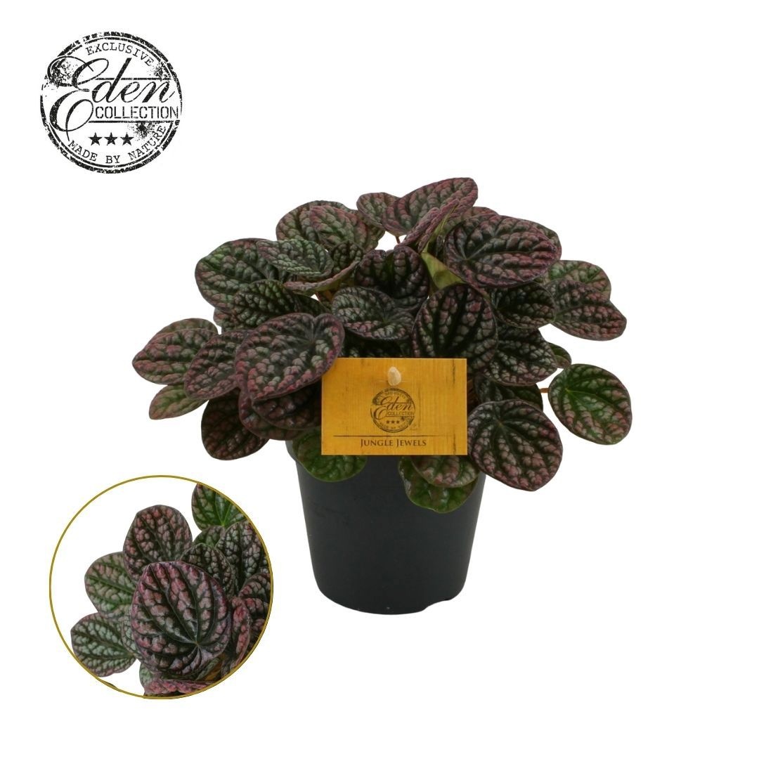 Peperomia Lucinda 12 cm, D 12 cm Peperomia Lucinda 12 cm, D 12 cm