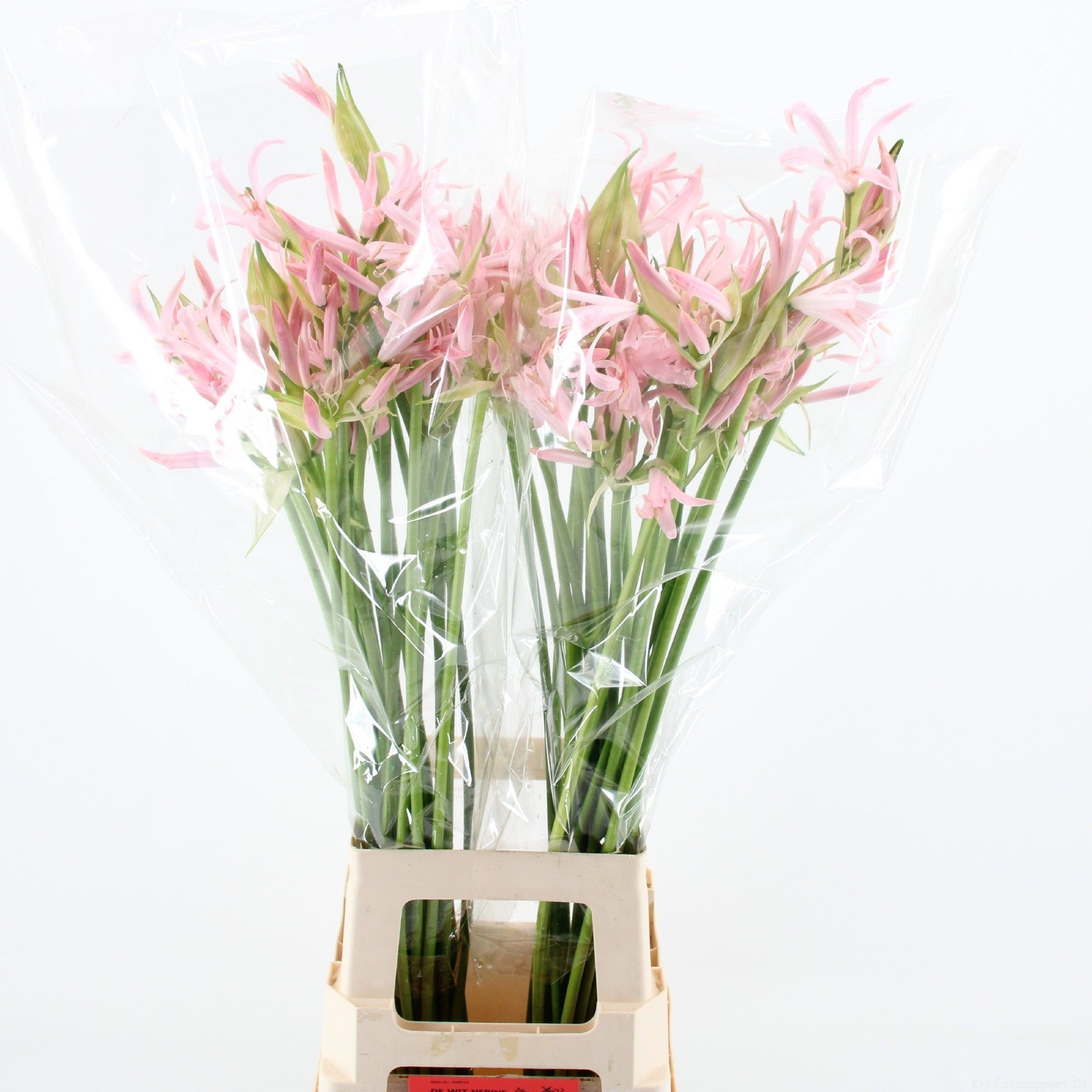 Нерине Софи 70, шт.