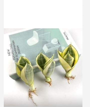 Сансевиерия Хоней 裸根 10