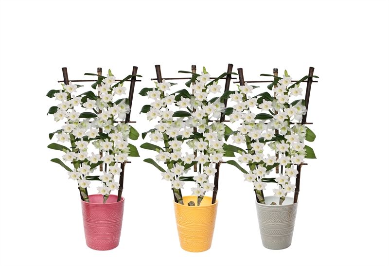 Zoe p12 tribal safari mix Dendr Nobile Apollon 2T op rek, D 12