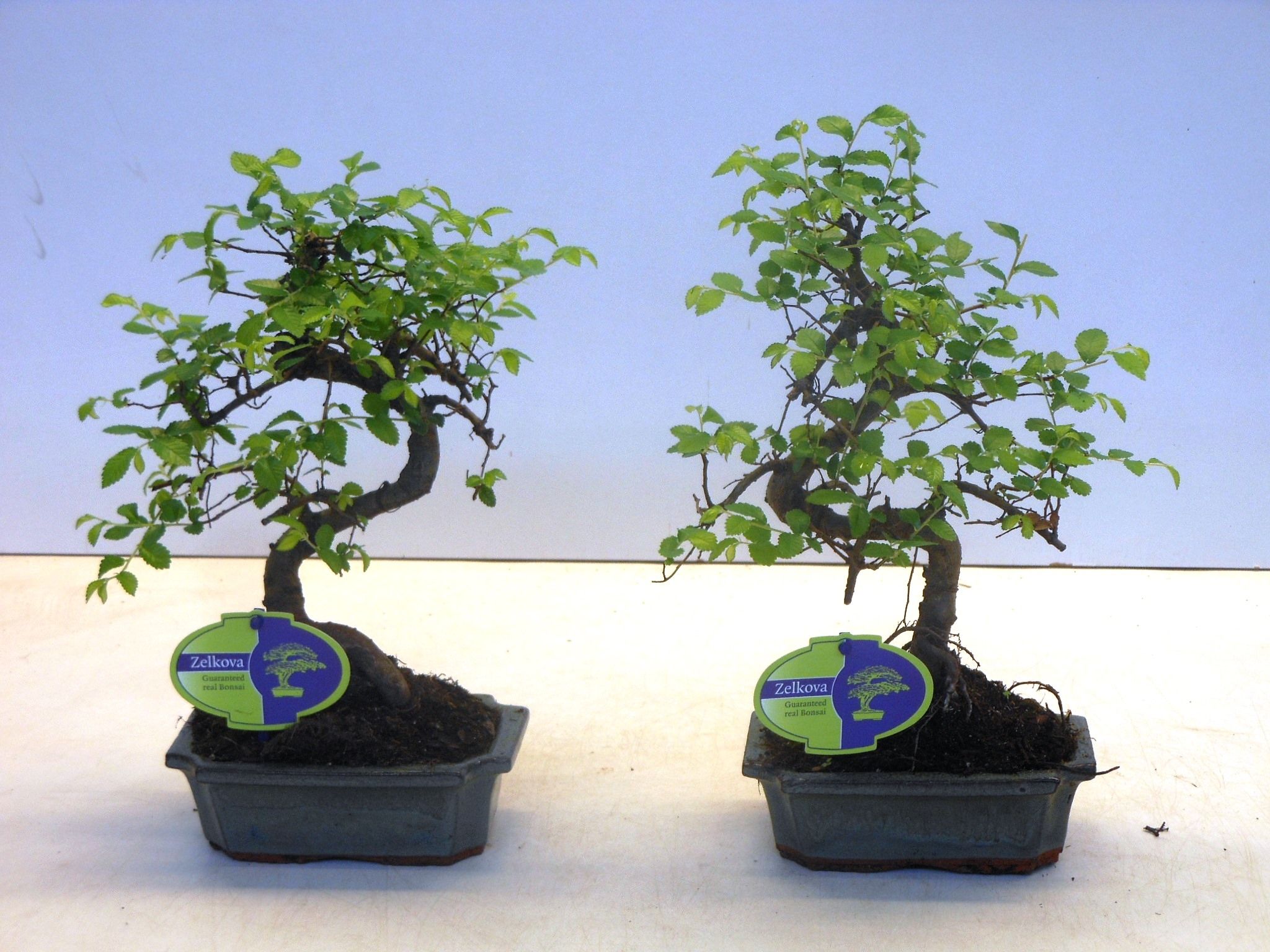 Zelkova parvifolia, 15cm., shape, without driptray, D 15