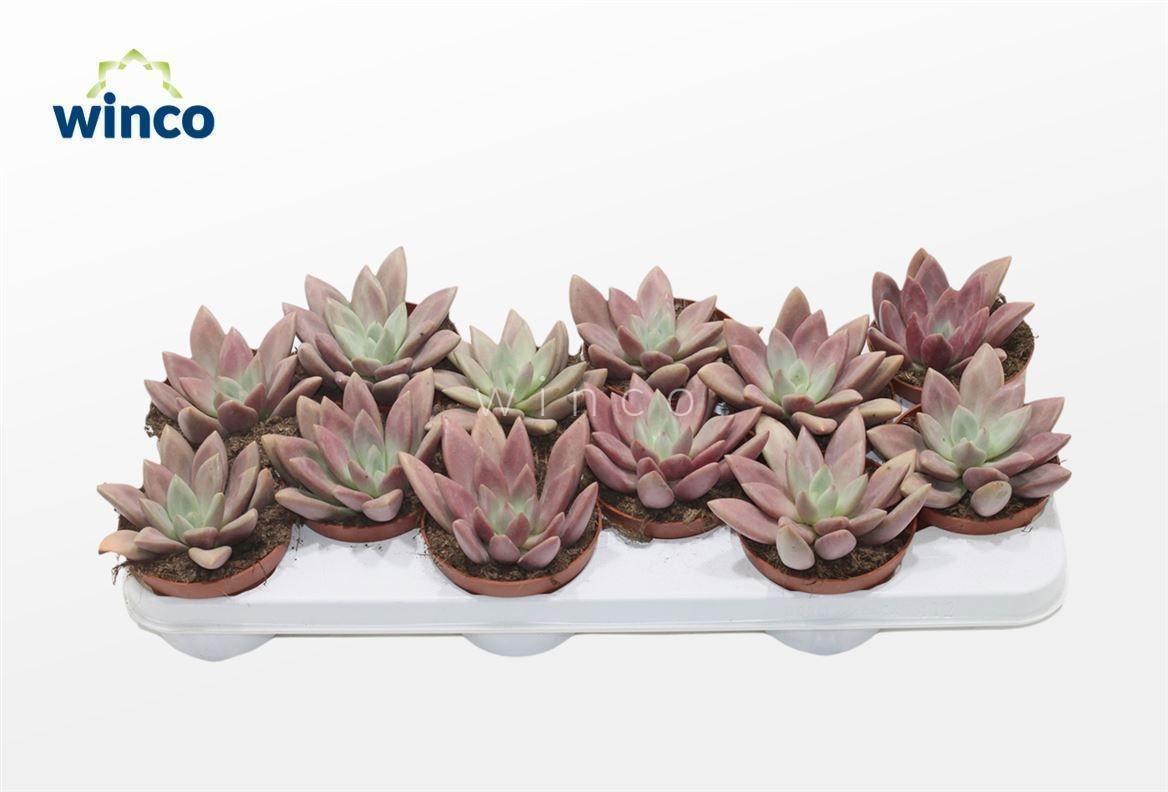 Graptoveria Rosie Crow, D 10,5