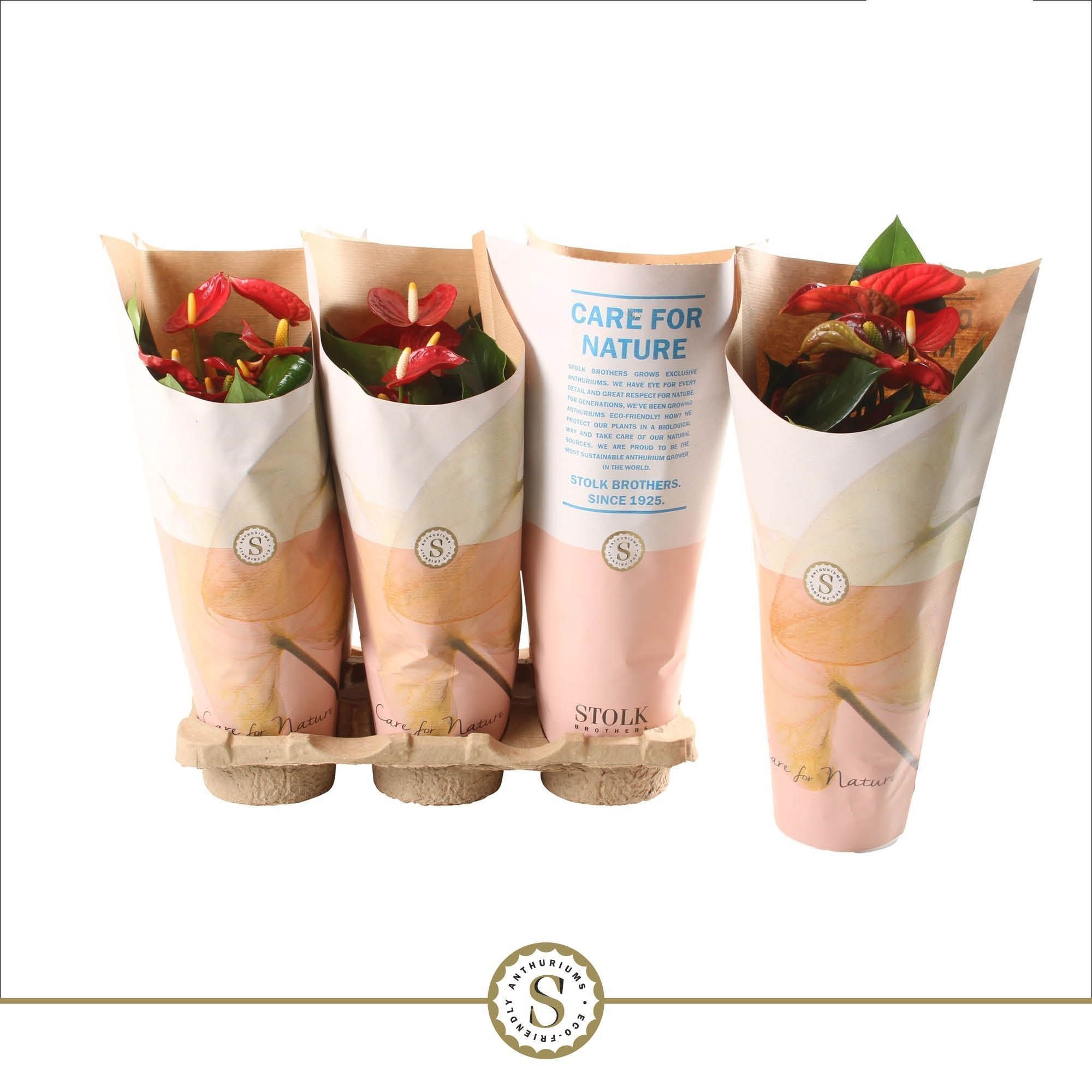 Anthurium Red Champion in papieren hoes, D 12