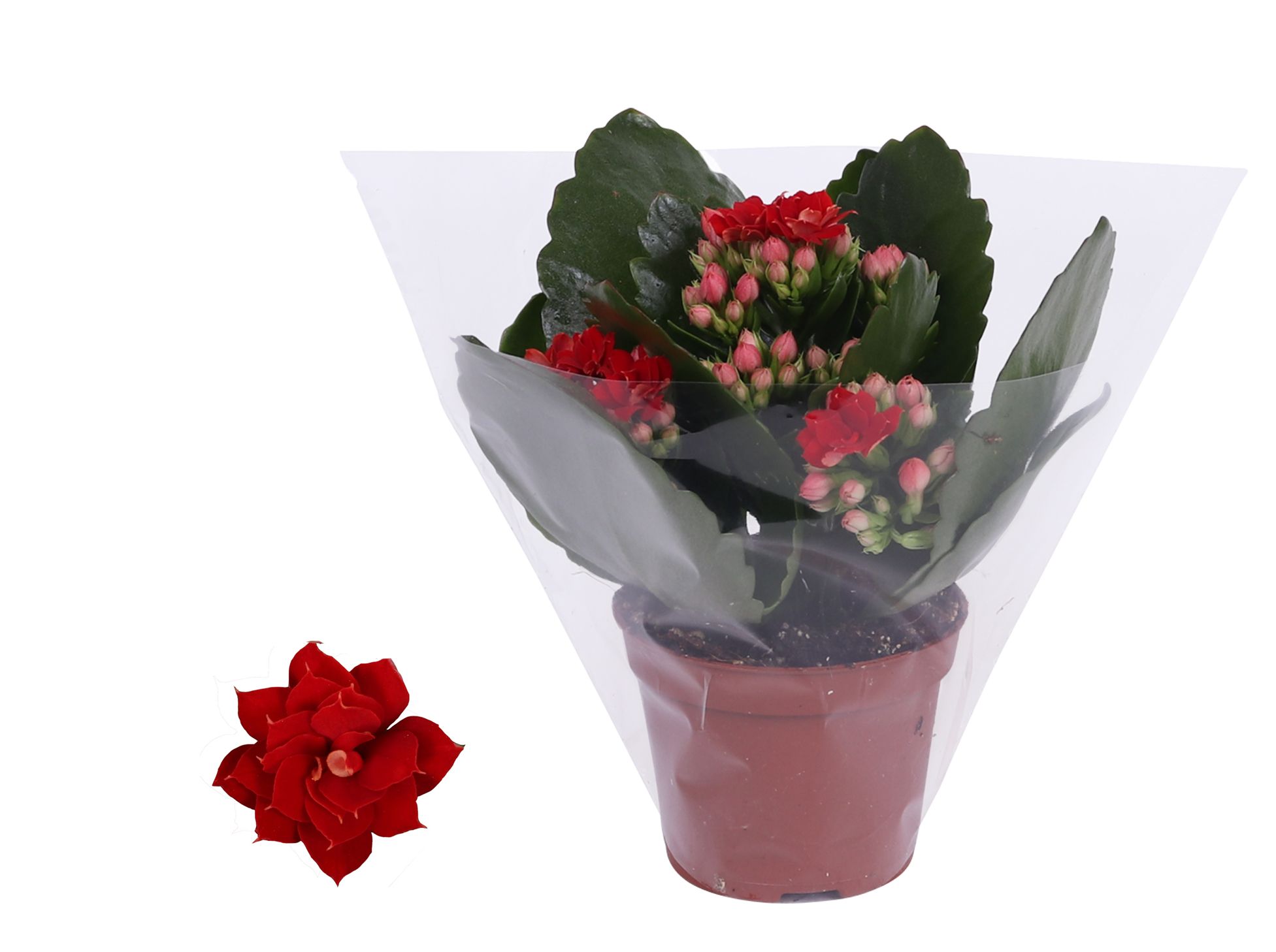 Kalanchoe Rosalina 06cm Don Justino rood, Blanco hoes, D 6